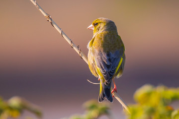 Greenfinch Chloris chloris bird singing