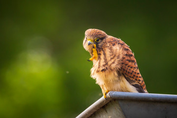 Juvenile Kestrel falco tinnunculus closeup