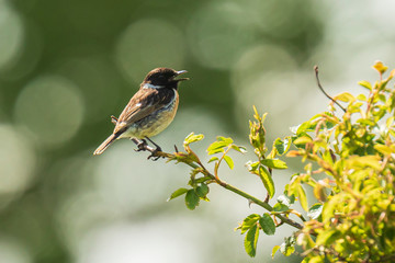 Stonechat male, Saxicola rubicola, perching