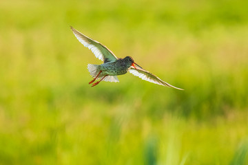 common redshank tringa totanus wader bird in flight