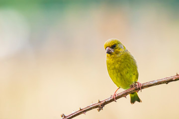 Greenfinch Chloris chloris bird singing