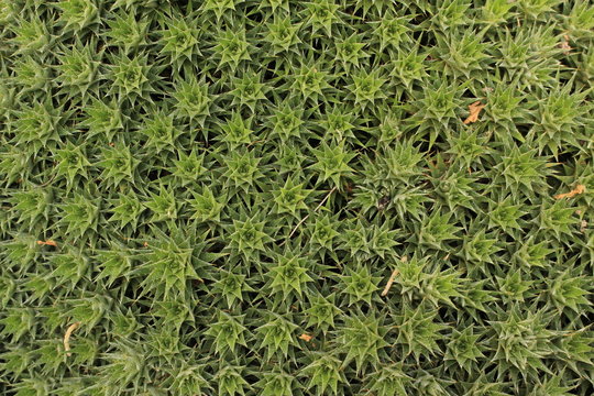 "Ground Bromelia" plant in St. Gallen, Switzerland. Its Latin name is Abromeitiella Brevifolia (Syn Deuterocohnia Brevifolia), native to Bolivia and Argentina.