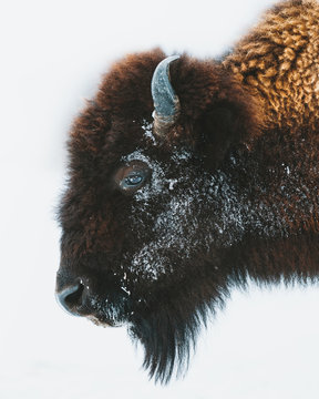 Side view of bison