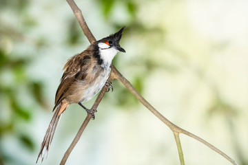 Red-whiskered or crested bulbul, Pycnonotus jocosus, tropical bird