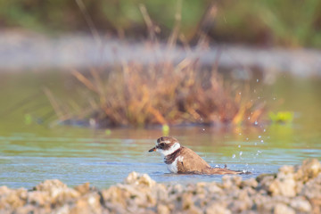 Common Ringed Plover Charadrius hiaticula waterfowl bird preening and cleaning in between rocks on wetlands
