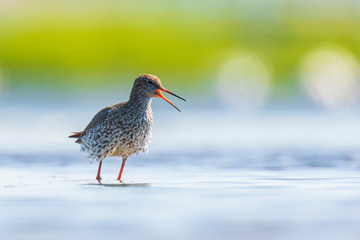 common redshank tringa totanus wading bird
