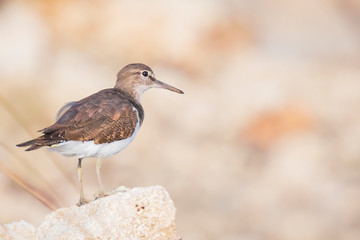 Common Sandpiper Actitis hypoleucos bird