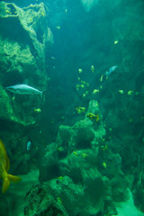 Fototapeta na wymiar requins, poissons jaunes, rochers, aquarium de la Rochelle