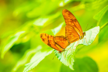 Tropical Julia butterfly Dryas iulia mating