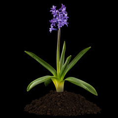 Violet flowers of hyacinth with green leaves and heap of soil, isolated on black background
