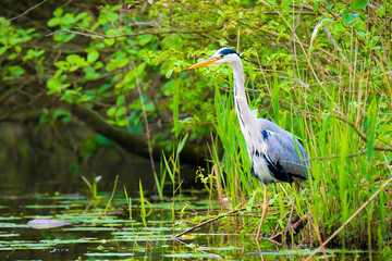 Great blue heron Ardea herodias hunting in a lake