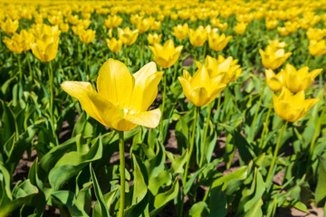 Obraz premium Closeup of red tulips in a Dutch tulips field flowerbed under a blue sky
