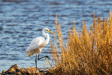 Great egret Ardea alba waterfowl fishing in a natural habitat