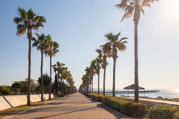 Obraz na płótnie Canvas Island of Cyprus. The Seafront Of Limassol. Rows of palm trees along the sea. Walking area of Limassol. Prom. Promenade Of Molos. Mediterranean landscape. Palm trees against the sky.