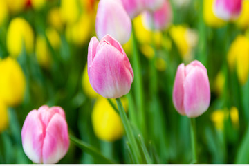 Pink tulips flower, beautifuly flower in garden plant, tulip spring-blooming