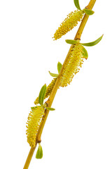 Blooming weeping willow closeup, isolated on white background