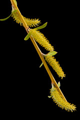Blooming weeping willow closeup, isolated on black background