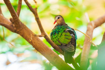 Asian emerald dove, or grey-capped emerald dove Chalcophaps indica perched
