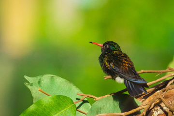 Male white-chinned sapphire Hylocharis cyanus, hummingbird perched on a branch.