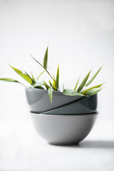Empty bowls with bamboo leaves on white background. Asian style
