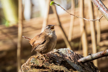 Eurasian Wren bird Troglodytes troglodytes display, singing and mating during Springtime season