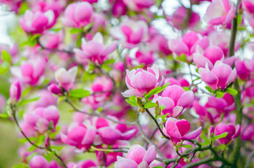 Pink blooming magnolias in spring 