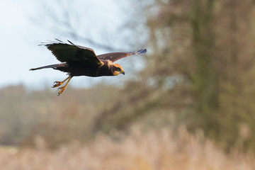 Western marsh harrier, Circus aeruginosus, bird of prey hunting