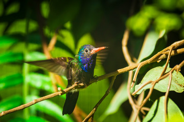 Fototapeta na wymiar Male white-chinned sapphire Hylocharis cyanus, hummingbird perched on a branch.