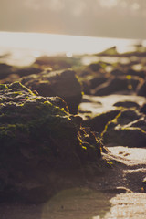 River Road III - Landscape Photography - Cape Fear River