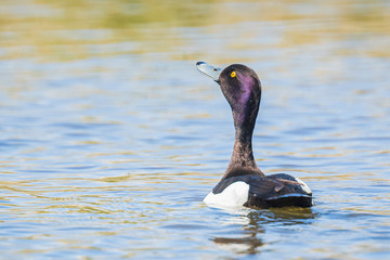 male Tufted duck, Aythya fuligula