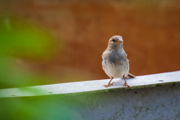 House Sparrow bird (passer domesticus) foraging in a hedge