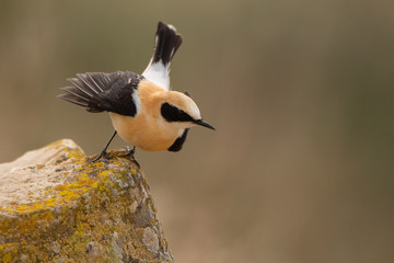 A black eared wheatear (Oenanthe hispanica)