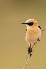 A black eared wheatear (Oenanthe hispanica)