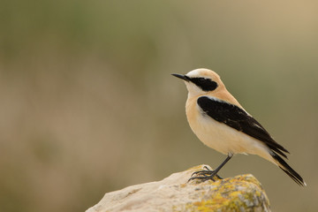 A black eared wheatear (Oenanthe hispanica)