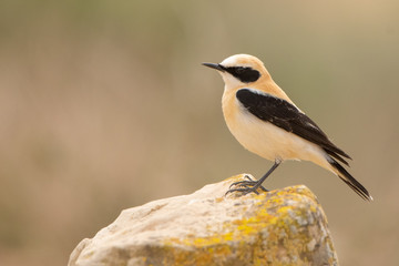 A black eared wheatear (Oenanthe hispanica)