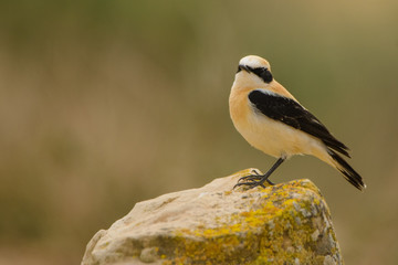 A black eared wheatear (Oenanthe hispanica)