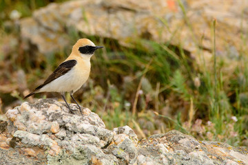 A black eared wheatear (Oenanthe hispanica)