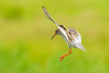 common redshank tringa totanus wader bird in flight