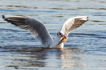 Black-headed gull, Chroicocephalus ridibundus, catching a fish