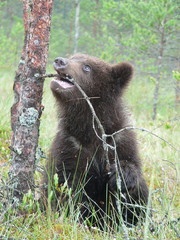 Fototapeta na wymiar Young cub of brown bear (Ursus arctos) posing and playing in forest