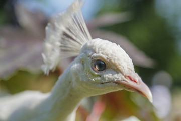 paon blanc (portrait)