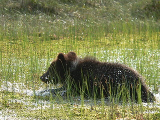 Young cub of brown bear (Ursus arctos) posing and playing in forest