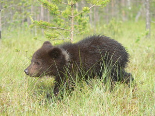 Young cub of brown bear (Ursus arctos) posing and playing in forest