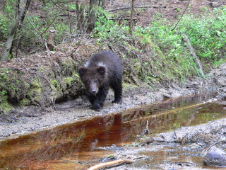 Young cub of brown bear (Ursus arctos) posing and playing in forest