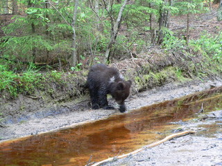 Young cub of brown bear (Ursus arctos) posing and playing in forest