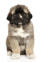 Caucasian shepherd puppy sits on white background