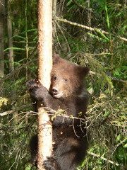 Young cub of brown bear (Ursus arctos) posing and playing in forest