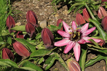 Hybrid 
