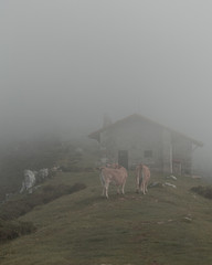 cows in the mountain