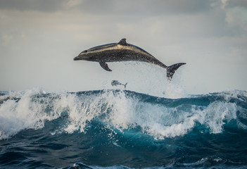 dolphins in the sea